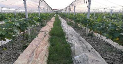 2025年中国乳胶枕头行业：围绕“技术迭代、场景细分、渠道融合”三大主线展开竞争