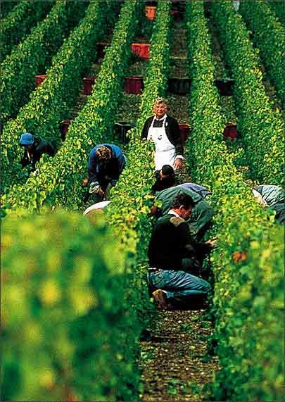 “温饱粮”变身“致富粮”