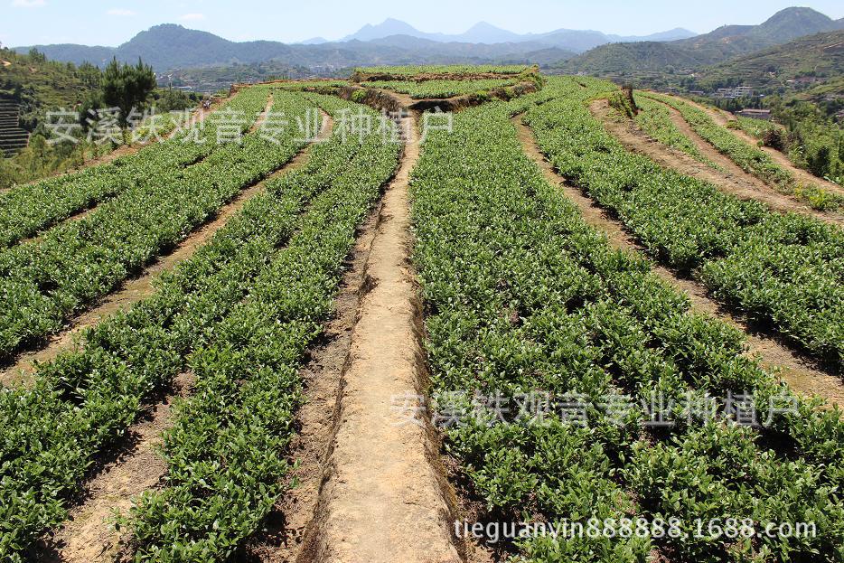 国家标准《灵芝栽培及采收技术规程》正式发布灵芝产业规范化发展迈入“国标时代”