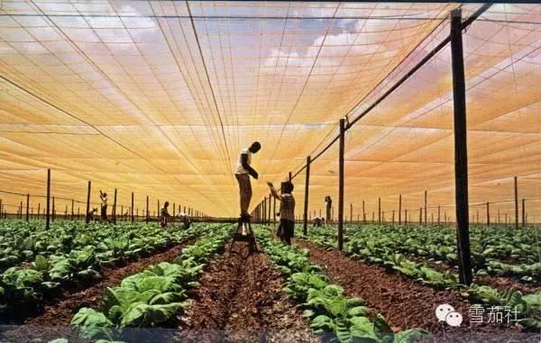 从“汗水种植”到“智慧农业”中国南果梨之乡做强产业集群